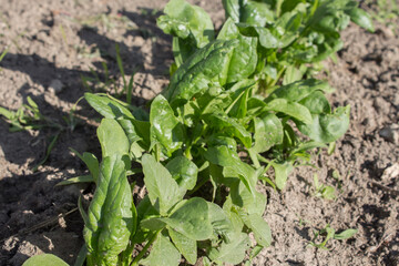  Spinach leaves grow in the garden beds, growing spinach in the garden. Green shoots of young spinach grows in row