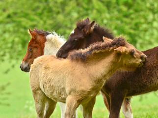 Three  pretty and cute foals, a black one, a dun horse and a chestnut, Icelandic horse, foals, are playing and grooming together in the meadow, animal welfare, social behavior