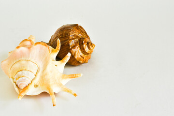 Seashells on a white background, place for text.