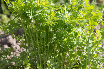 Young parsley on a garden bed grows densely in the sun. Fresh green parsley after rain in the garden