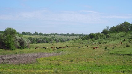 A herd of cows on a hilly area. Green clean pasture. Grazing cattle. Milk production.