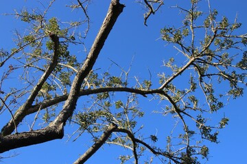 Branches of an african tree and bright blue african sky. In The Crags, Garden Route, South Africa, Africa.
