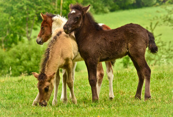 Three  pretty and cute foals, a black one, a dun horse and a chestnut, Icelandic horse, foals, are playing and grooming together in the meadow, animal welfare, social behavior