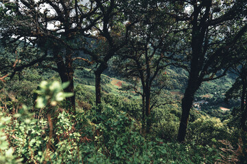 Fototapeta na wymiar Mountains and green trees during the day