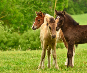 Three  pretty and cute foals, a black one, a dun horse and a chestnut, Icelandic horse, foals, are playing and grooming together in the meadow, animal welfare, social behavior