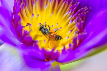 lotus flower with honey bee. Closeup focus of a beautiful pink lotus flower with bee collecting honey,Soft focus,
