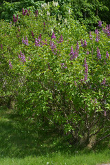 Blooming lilac bush on a sunny day