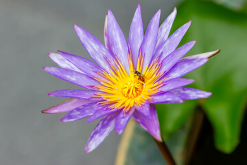 lotus flower with honey bee. Closeup focus of a beautiful pink lotus flower with bee collecting honey,Soft focus,
