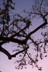 Branches of an african tree and bright purple sunset sky. In The Crags, Garden Route, South Africa, Africa. 