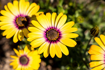 Yellow daisies.