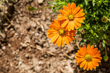 Orange daisies.