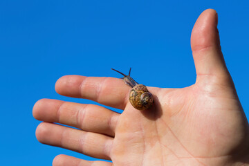 Snail on the hand.