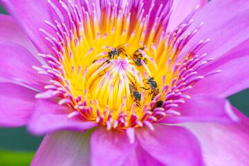 lotus flower with honey bee. Closeup focus of a beautiful pink lotus flower with bee collecting honey,Soft focus,
