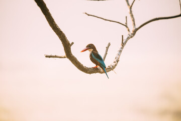 Goa, India. White-throated Kingfisher Sitting On Branch