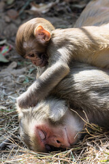 Infant Rhesus macaque (Macaca) monkey grooming an adult sleeping monkey, Swayambhunath, Nepal