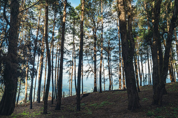 Mountains and green trees during the day