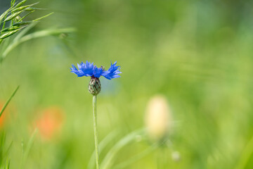 Cornflower centaurea cyanus in a green field of corn