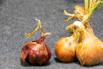 とれたての玉ねぎ