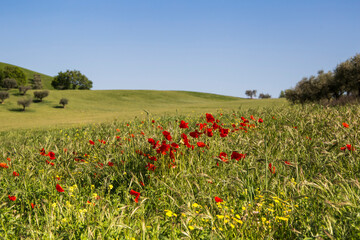 FIELD OF RED POPPIES.