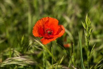 POPPY IN THE GREEN FIELD.