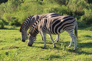 Zebras on a pasture in the south of South Africa. In the Crags, near Plettenberg Bay, Garden Route....