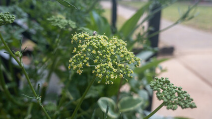 Parsley bolting and going to seed in an apartment container garden