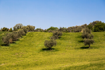 OLIVE TREES.
