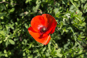 Fototapeta premium POPPY IN THE GREEN FIELD.