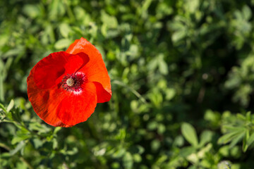 Fototapeta premium POPPY IN THE GREEN FIELD.