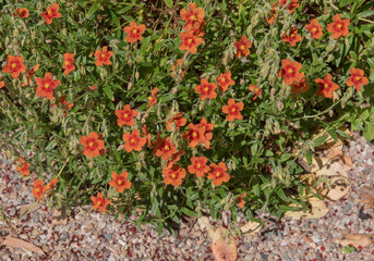 Summer Flowering Bright Orange Rock Rose or Sunrose (Helianthemum 'Ben Fhada') Growing in a Rockery Garden in Rural Devon, England, UK
