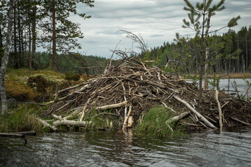 
beaver den on the water near the forest