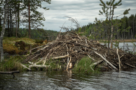 
Beaver Den On The Water Near The Forest