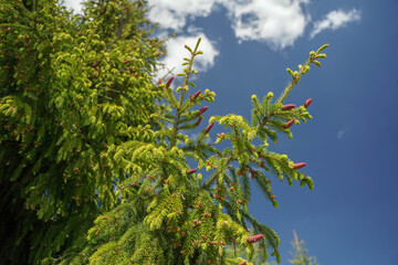 
coniferous branch with young cones against the sky