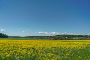 
Field with yellow flowers near the forest and blue sky