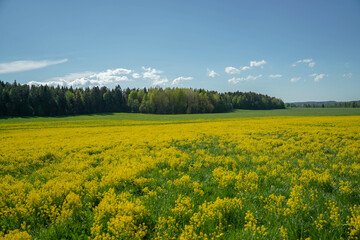 Obraz premium Field with yellow flowers near the forest and blue sky