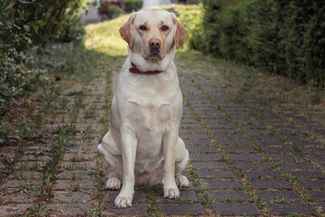 hund, labrador