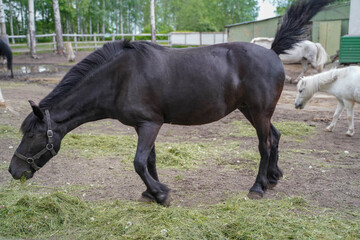 
black horse in the paddock stands and eats grass