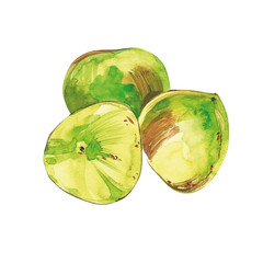 Coconut hand drawn watercolor illustrations on a white background. Exotic fruits