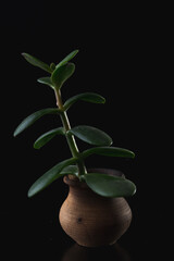 Money tree on a black background in a small clay pot