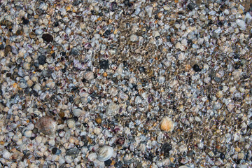 small shells and sand on the sea coast