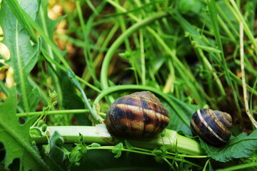 Two snails crawl one after another on a stem of grass.