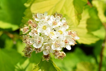 decorative shrubs with white flowers