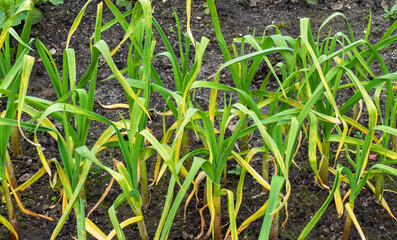 Close up of garlic growing (Allium sativum)
