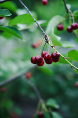 Cherry ripe in the country on a branch with a blurred green background