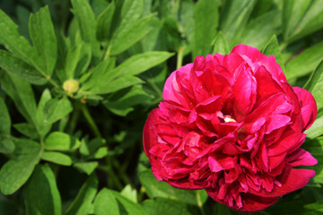 Peony bright red bloomed. Spring peony flowers have lush foliage and showy flowers. Plenty of room for text.