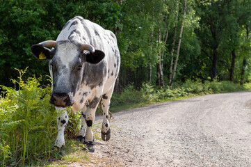 cow on a path