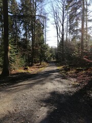 Fototapeta premium path in the woods