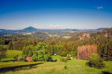 Signs of infestation by bark beetles