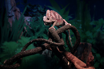 Chameleon in the terrarium with controlled temperature and unfocused background.