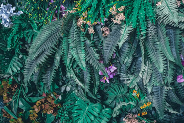 Beautiful nature background of vertical garden with tropical green leaf	
